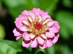 Zinnia elegans